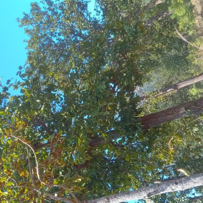 111472772798926079171 