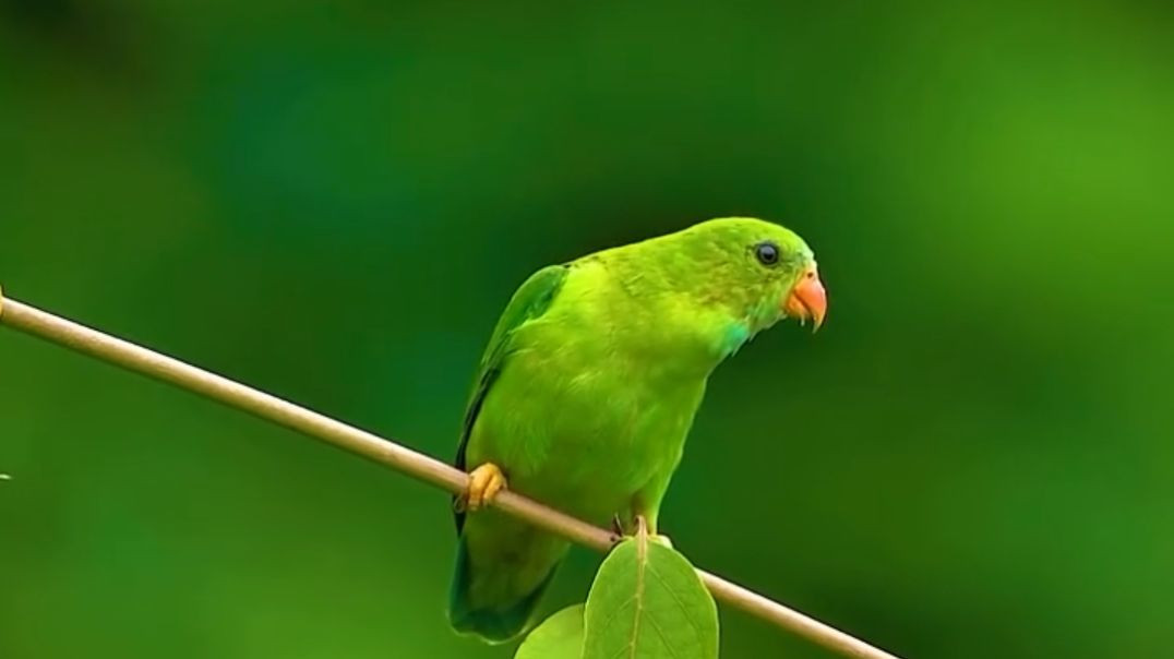 ⁣“प्राकृतिक. Video तोता 4K HD में – इतना सुंदर रंग!”