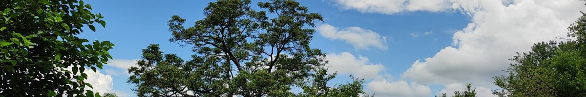 gaurav_satywali gaurav_satywali