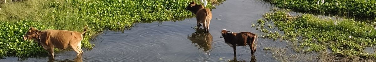 106828480852157908454 