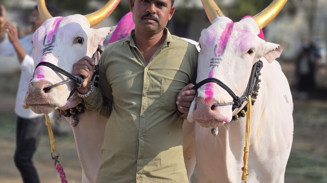 ⁣चाळीसगाव बैल बाजार