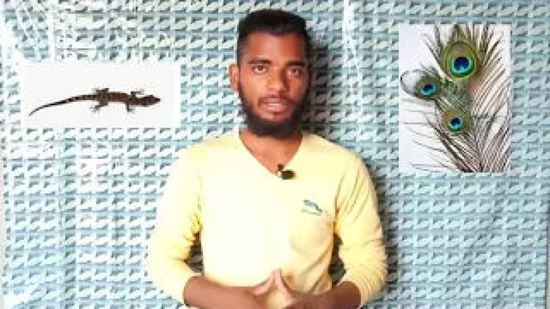 ⁣chhipkali mor ke pankh se kyo darti hai || lizard || AC Prashant