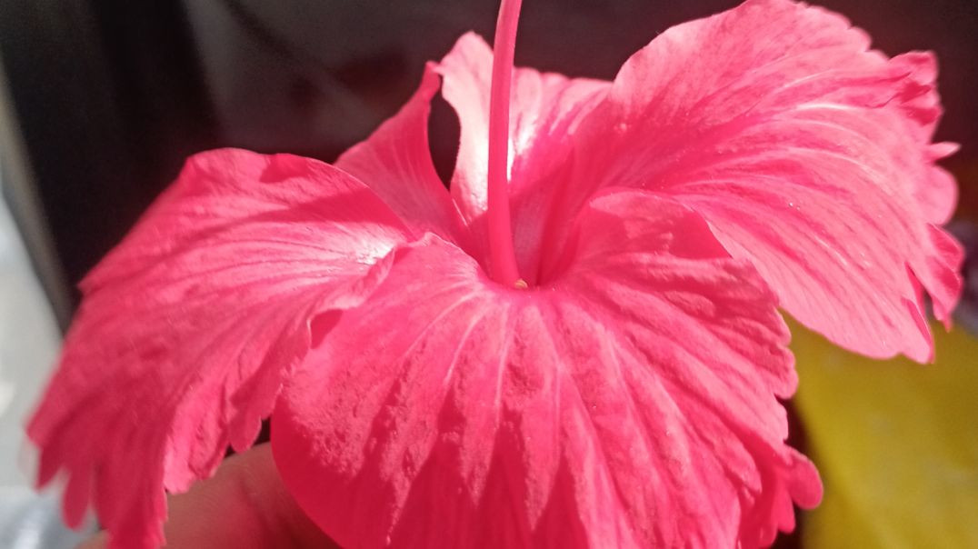 VID_20251114_110749_713_bsl