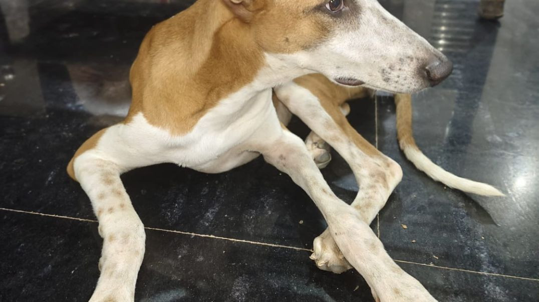 ⁣VID-20251207-WA0011