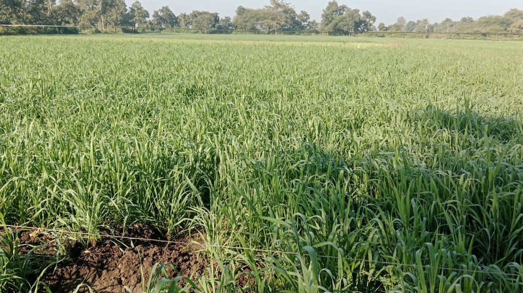 video_20251217_091423