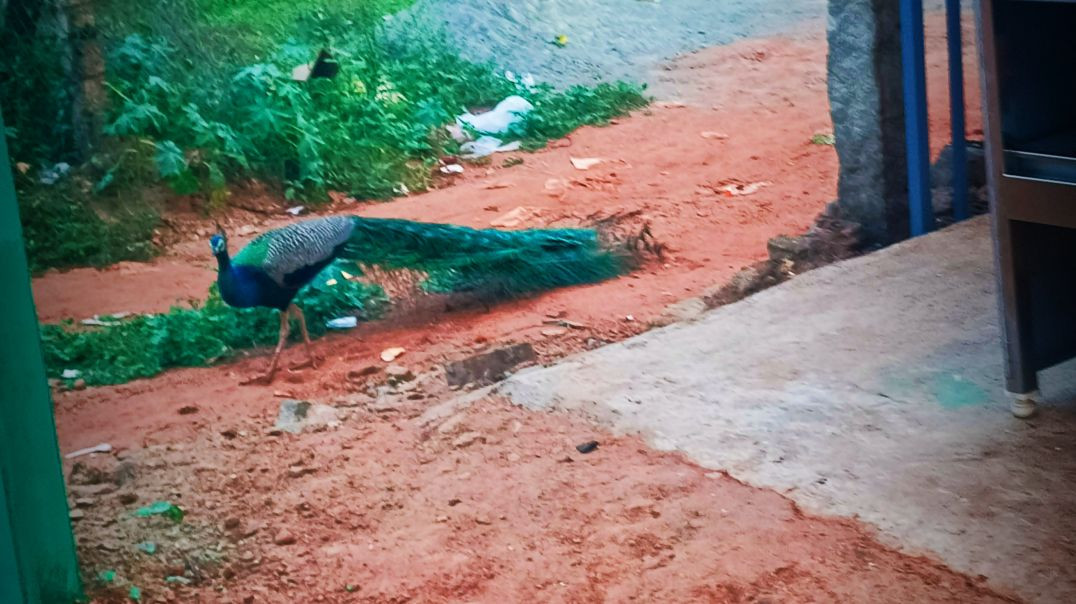 VID_20251217_083352_093