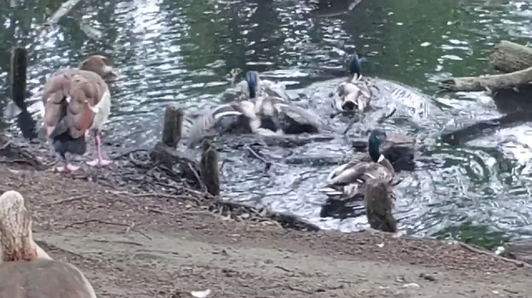 ⁣Nature lover# DuckMoments #পাতি হাঁস #RajuDa