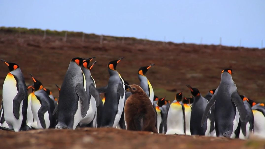 ⁣Nature video ll pets & animals video ll #apnatuve #RajuDa