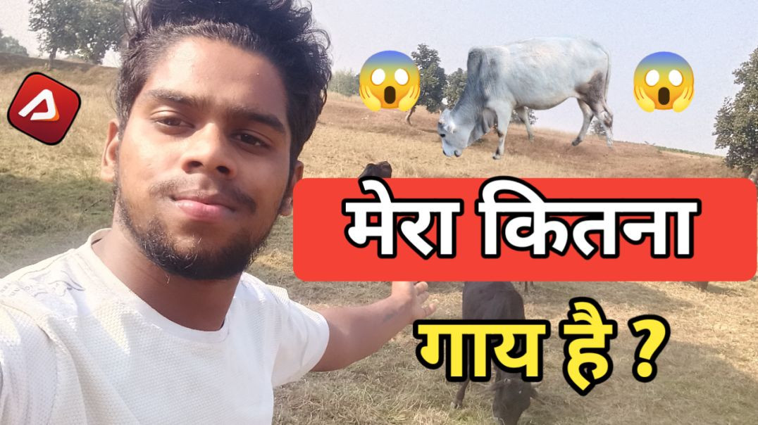 मेरा कितना गाय है l 😱 l How To my Cow l VILLAGE vlog