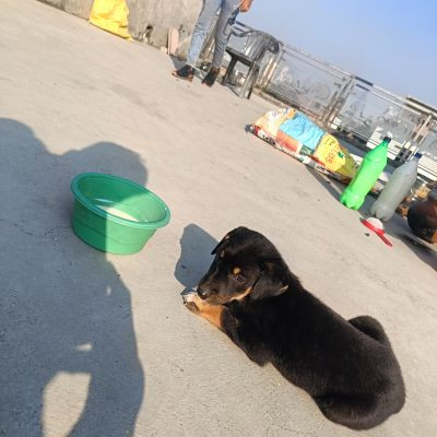 tiger_1234dog tiger_1234dog