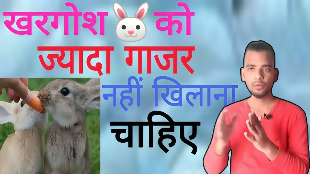 ⁣खरगोश को ज्यादा गाजर क्यों नहीं खिलाना चाहिए | Rabbit | Carrot | Gajar | Khargosh | AC Prashant