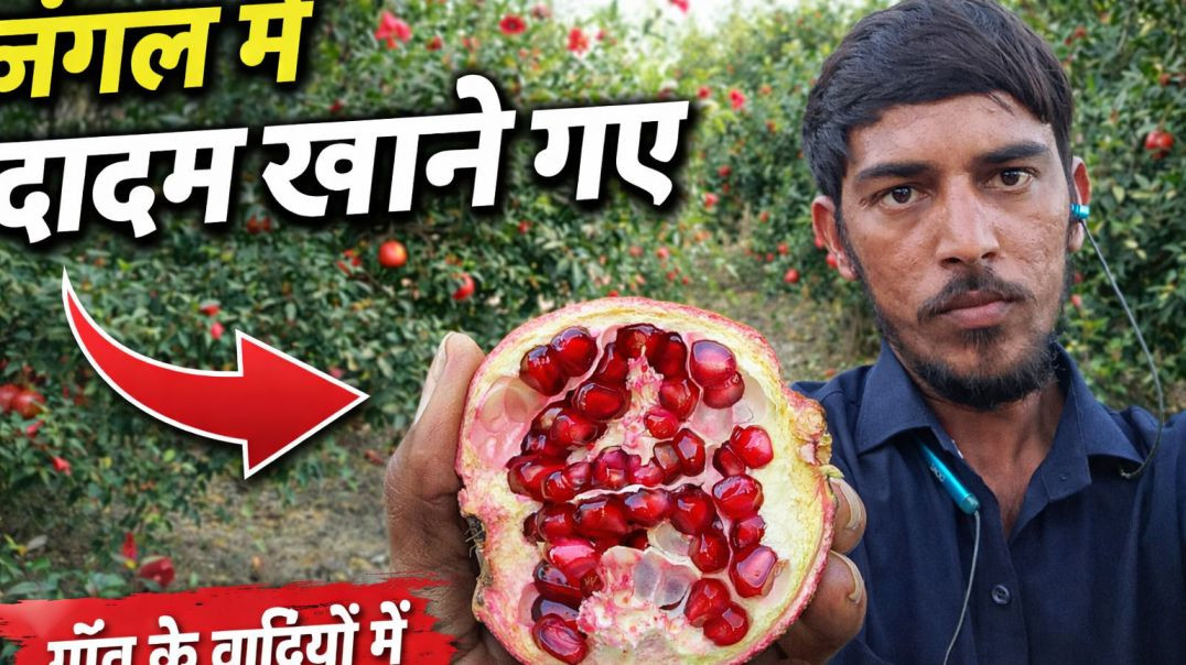 આજેતો વાડી યે દાડમ ખાવા ગ્યાતા