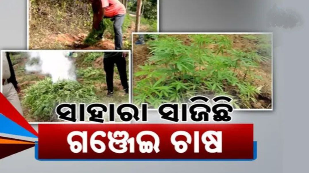 ମାଓବାଦୀଙ୍କ ରୋଜଗାରର ମାଧ୍ଯମ ଆପଣାଇଛନ୍ତି ଆଦିବାସୀ।