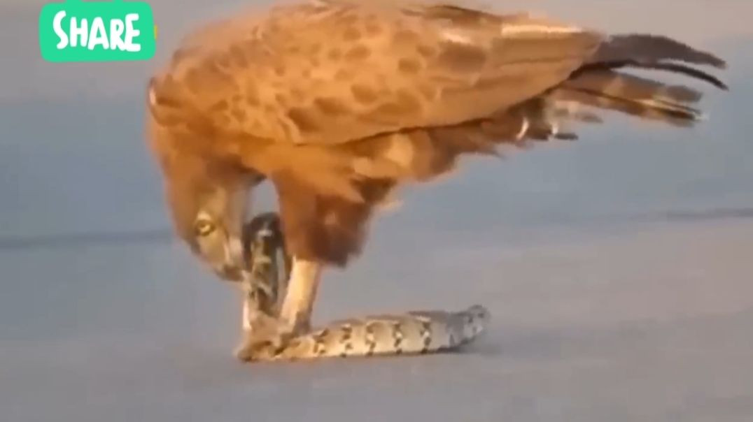 ⁣#wiildanimal#discovery#wild #animals#vlog#viral#reel