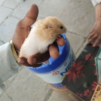 111594621606016089476