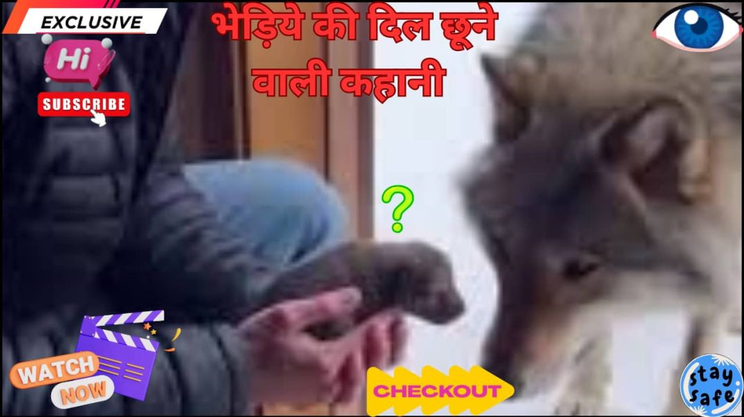 ⁣🐺❄️भेड़िये की दिल छूने वाली कहानी |A Dying Mother, Helpless Cubs & A Human Who Chose Kindness ❤️🌨
