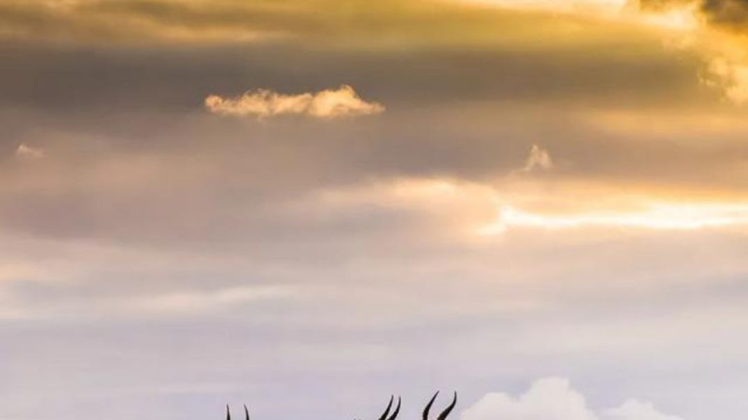 VID_129881121_123129_110