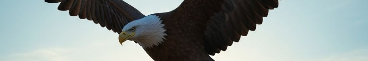 eagle eagle