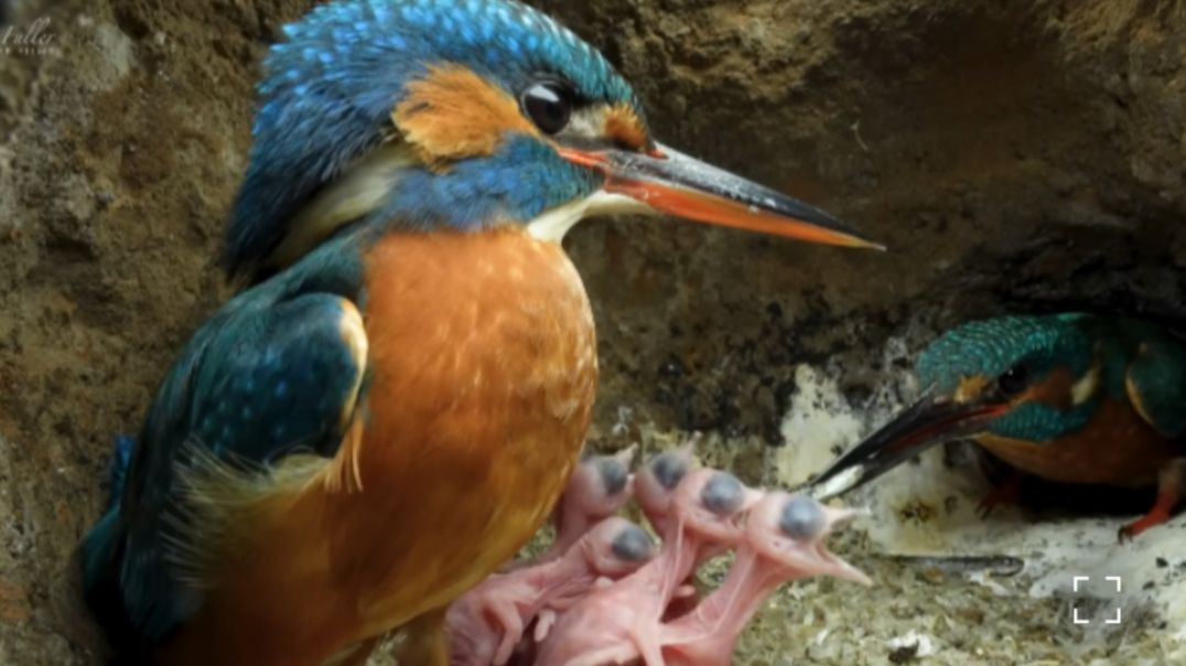 ⁣King Fisher Birds, 🐦🦜🦚🐦‍🔥🦃mixbirds video #kingfisher#peacock#apnatube#RajuDa