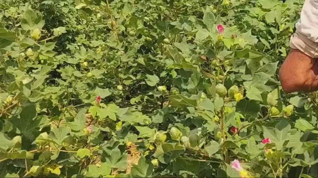 ⁣Sprinkler irrigated Cotton crop