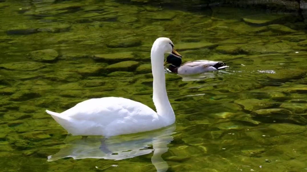 ⁣Beautiful Lovely Swan 🦢 bird 4k ultra video