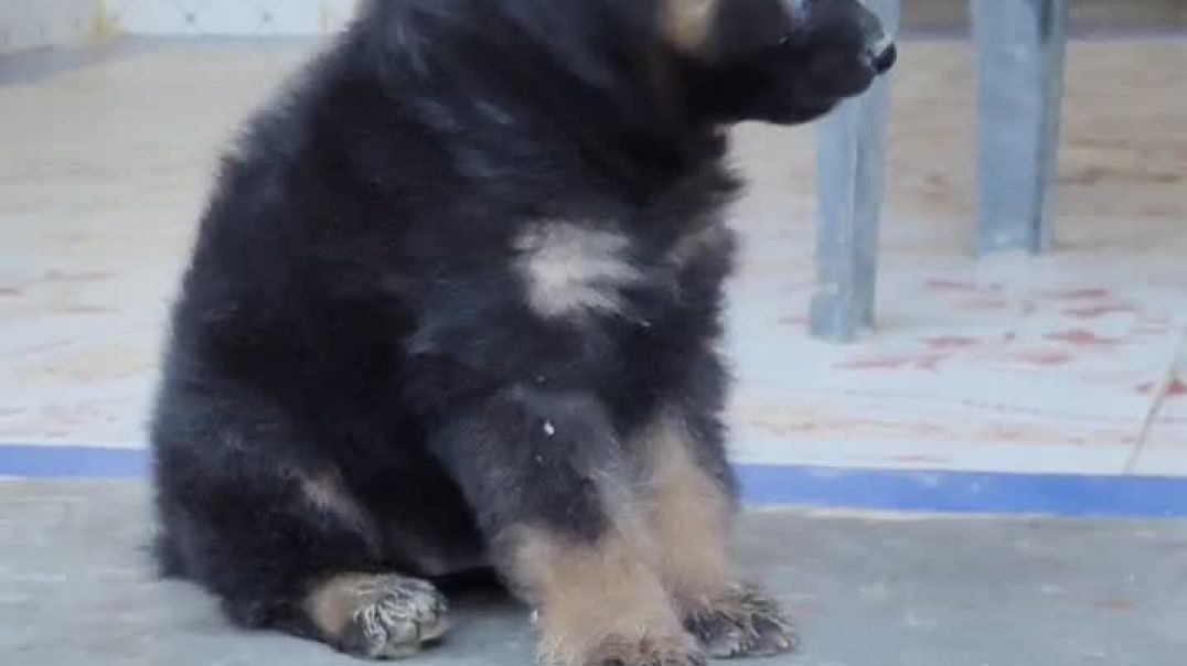 ⁣Zoro the german shepherd