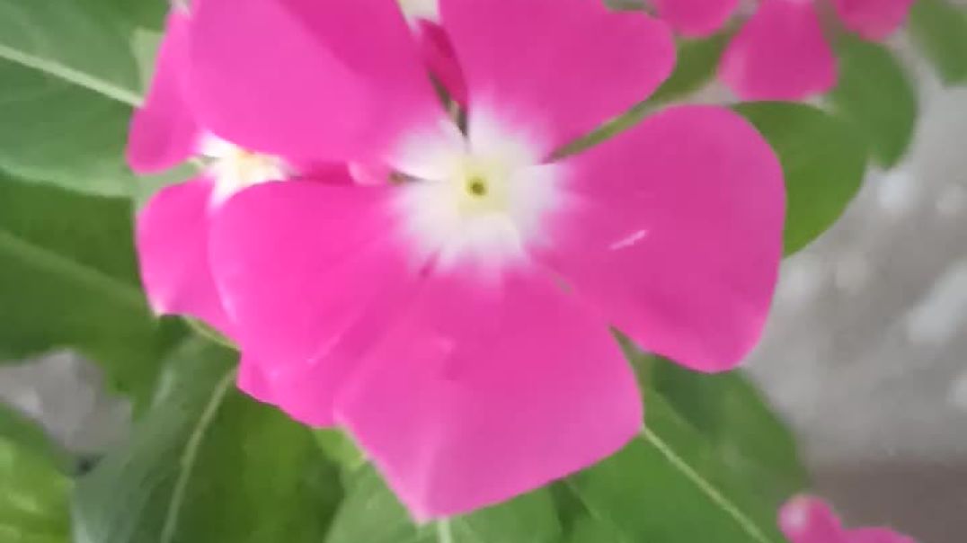 ⁣#Sadabaharflowerplant #garden #gardningtips #homegarden