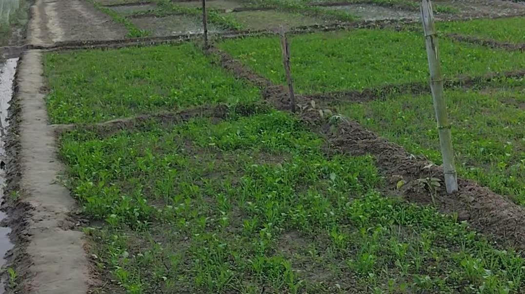 ⁣Gav ki hariyali,# viral # trending #short