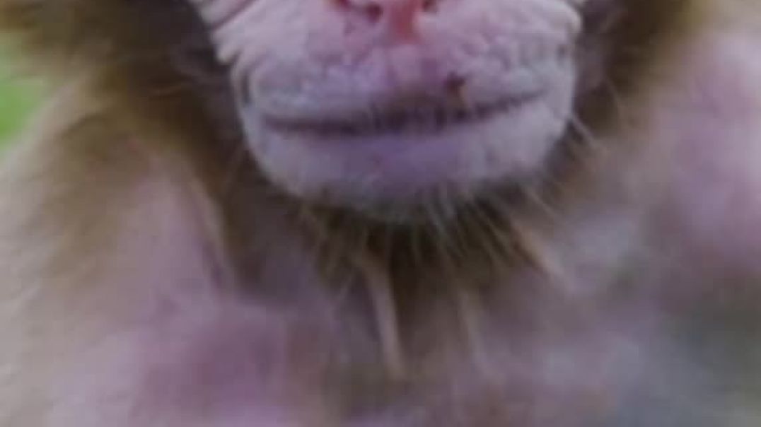 ⁣Monkey_four_Nitish(720p)