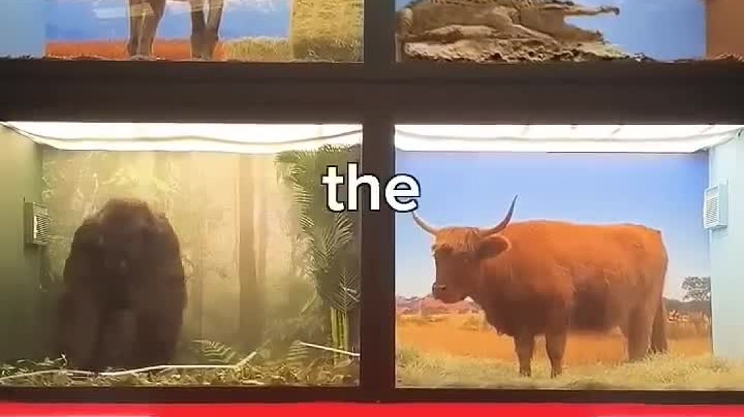 ⁣MrBeast prank😂 in hindi _trending _MrBeast _MRINDIANHACKER _CrazyXYZ(720P_HD)