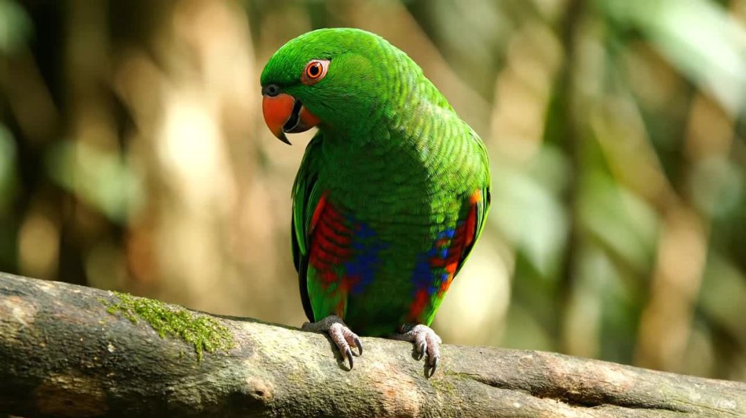 Funny_Video_Generation