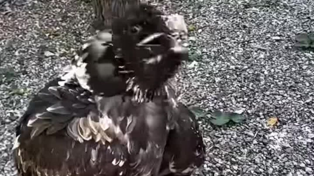 ⁣"Dangerous Eagle Attack in the Wild 🦅 | Viral Shorts"