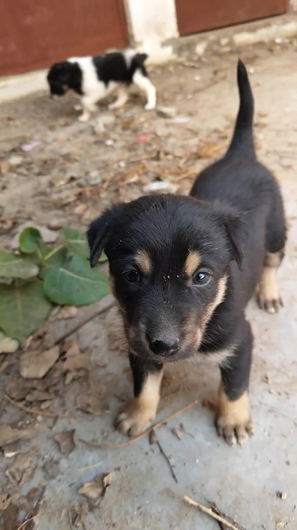 cute pappy🐶🐕🐶🐕🐶🐕🐶🐕 _viral _trending _viralvideo _doglife _dogloversdog _dogshorts(1080P_HD)