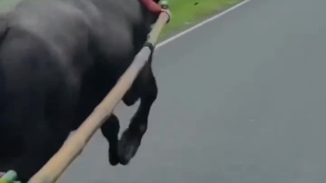 VID_20251211_111126_709