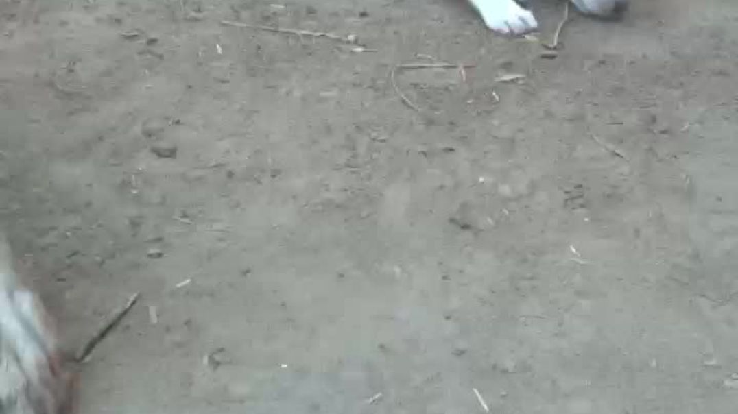 lv_7545374315970170165_20251128120054