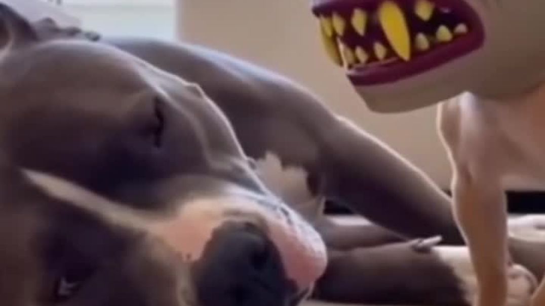 ⁣Fanny video 🤣 best Fanny moment 😜