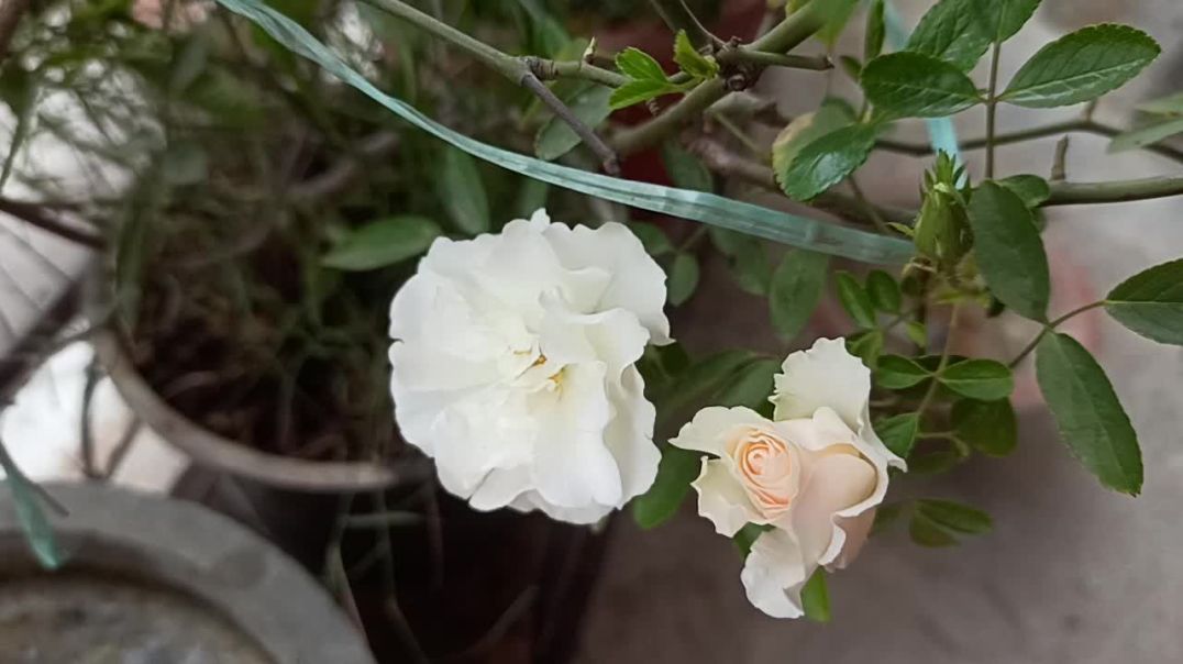 ⁣#My lovely Garden #gardning #trending #viral #newtrend