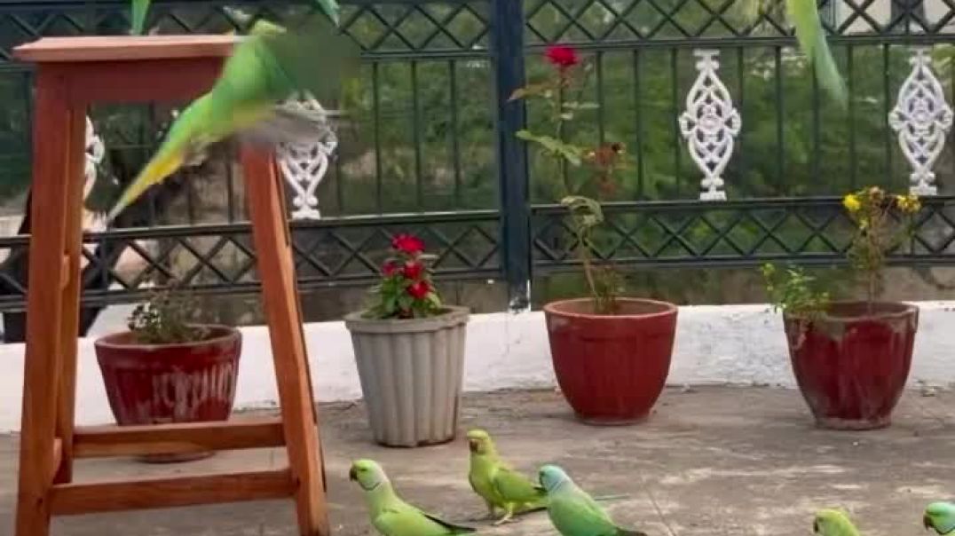 ⁣Parrot reels 🦜🦜