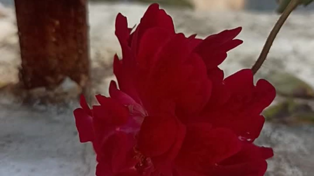 ⁣Gardening garden video flowers plant