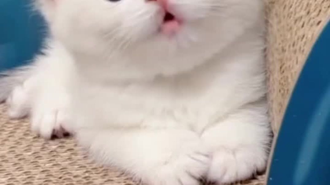 ⁣Cat video singing