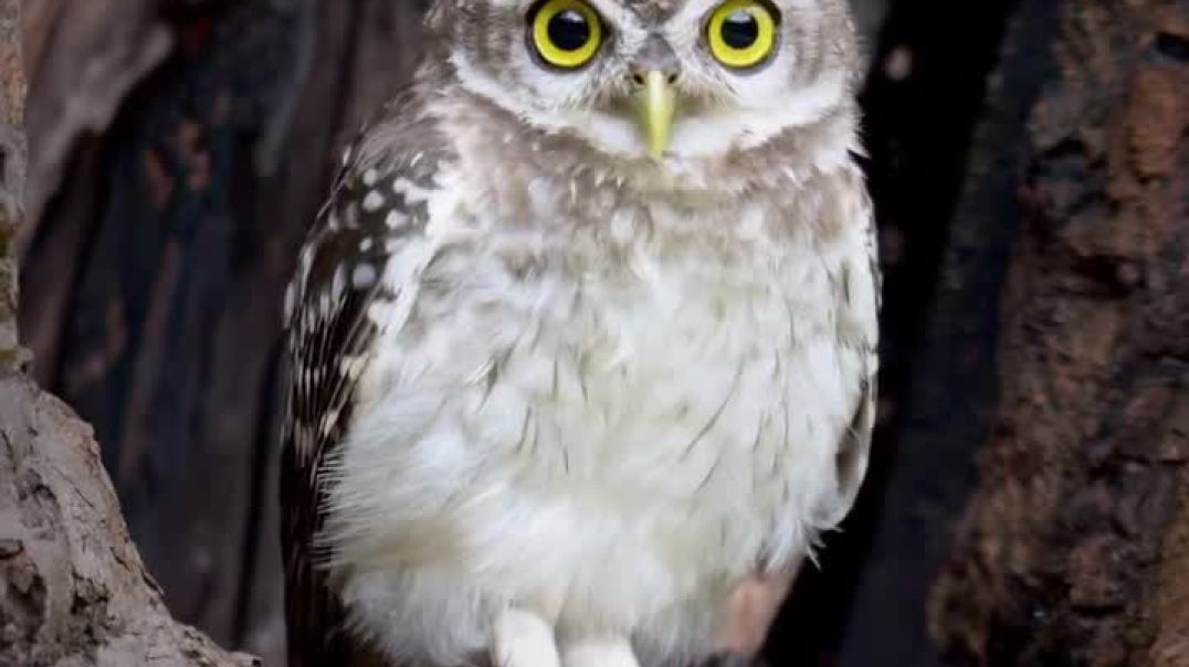 ⁣Happy living wildlife of India thriving in the heart of India’s beautiful forests 🌿✨Shot on Nik