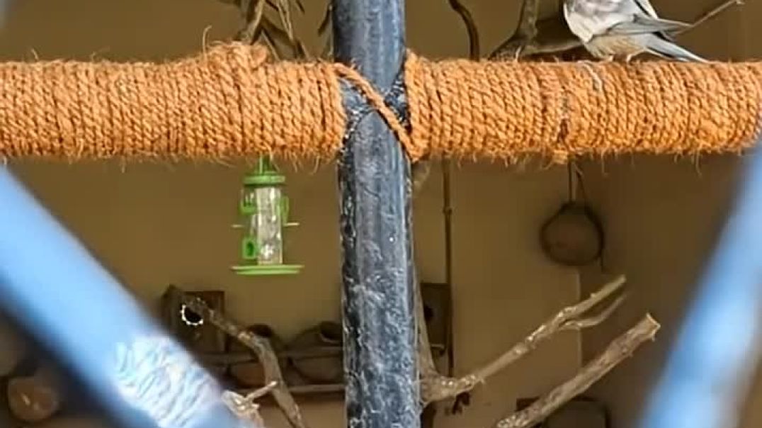 ⁣Animal short vlog.1 #Parrot 🦜mitu channel growth 📈 video