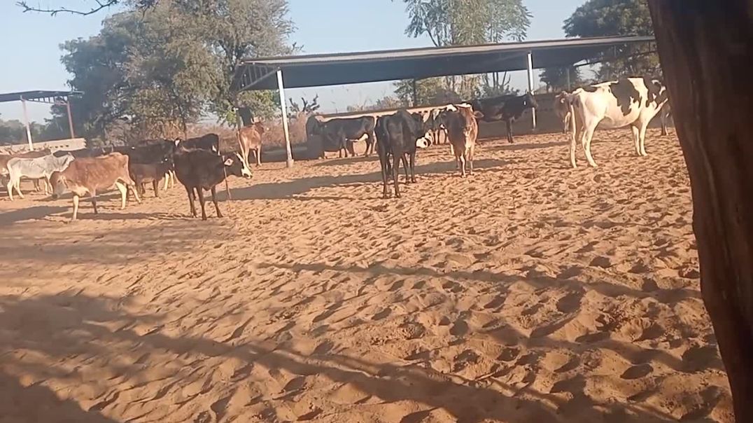 ⁣गांव में गौशाला