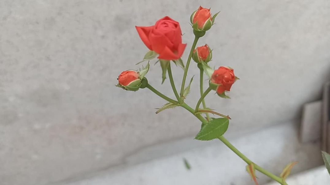 ⁣औरेंज कलर का गुलाब