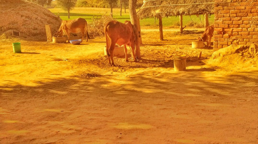 VID_20251226_023114_985