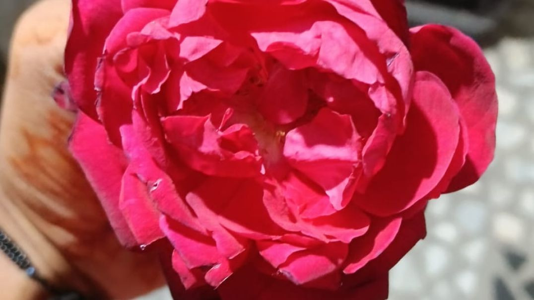 ⁣VID-20251124-WA0020