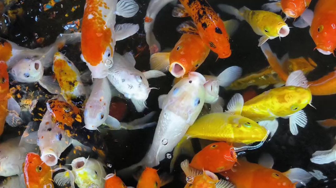 ⁣colour fish video 🐠🐟# colourfish #shortsvideo#Apnatube#RajuDa