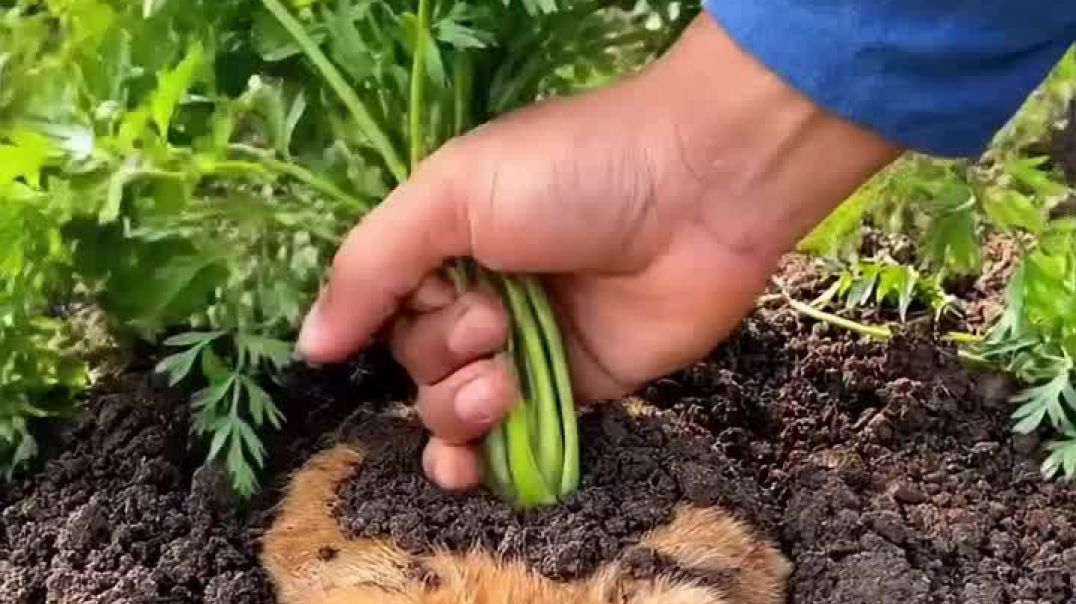 Carrot Cat 🐾🥕#cat #cutecat #catlover #vegetable #carrot
