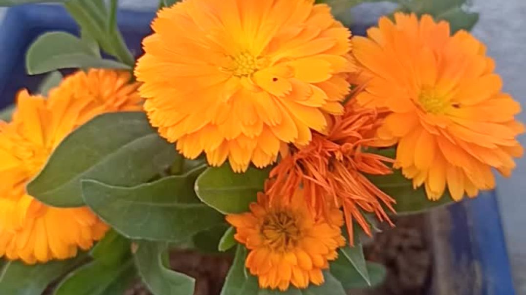 ⁣#Trendingflowerplant #Flower #Nature #gajaniyaflowers