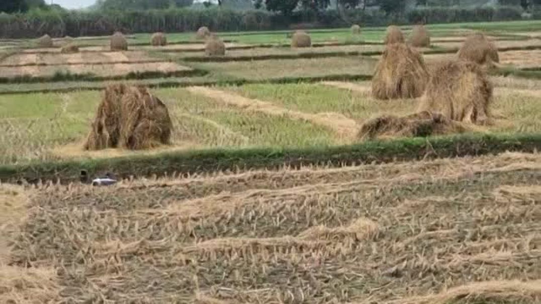 Create_a_realistic_202511131458_pqymw